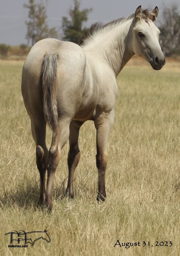 Back Four 061's 2023 Buckskin Roan Filly